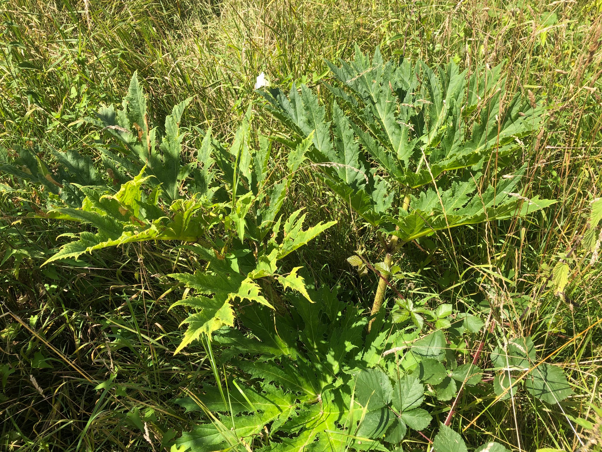Standard Herbicide Treatments West Midlands