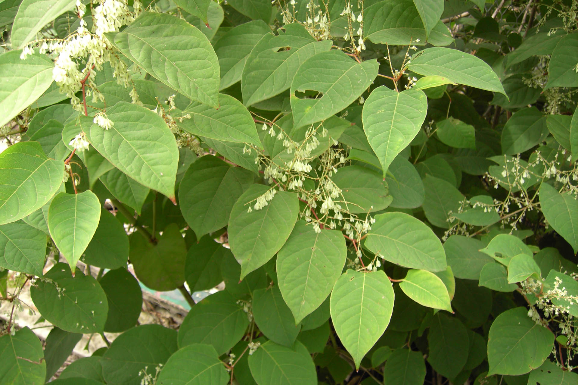 On-Site Burial Solutions West Midlands